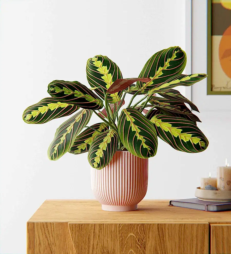 Prayer Plant & Pot