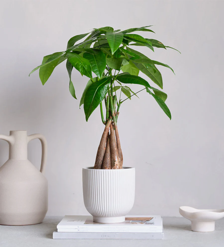 Money Tree & Pot