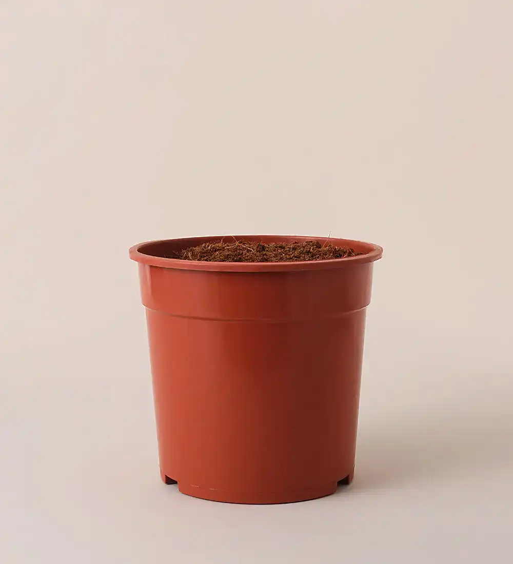 No Pot Image