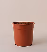 Nursery Pot Image