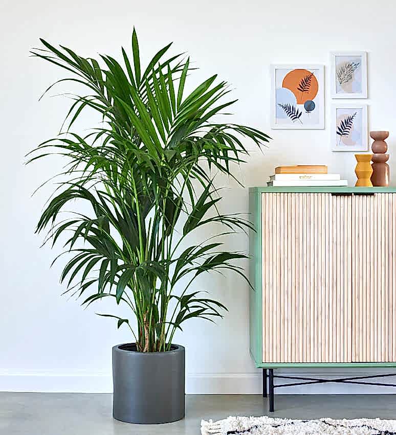 Kentia Palm